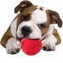 NERF DOG SOCCER SQUEAK BALL  Large – Piszcząca piłka nożna dla psa
